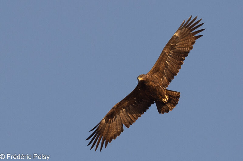 Aigle des steppesadulte, Vol