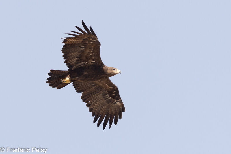 Steppe Eagleadult, Flight