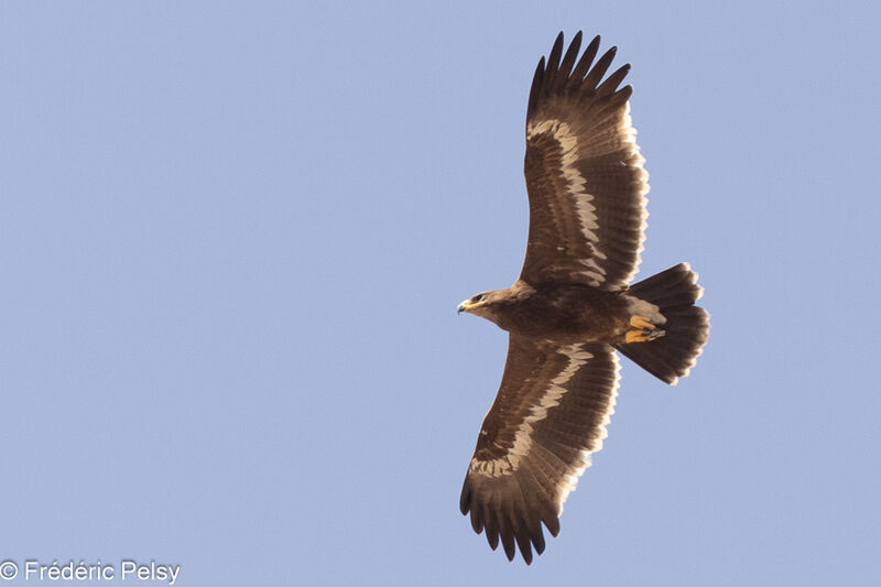 Steppe Eagleimmature, Flight