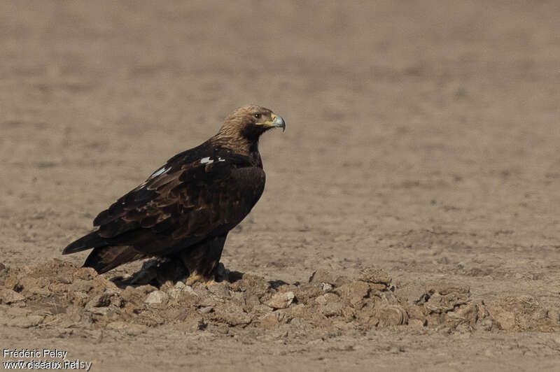 Aigle impérialadulte, identification