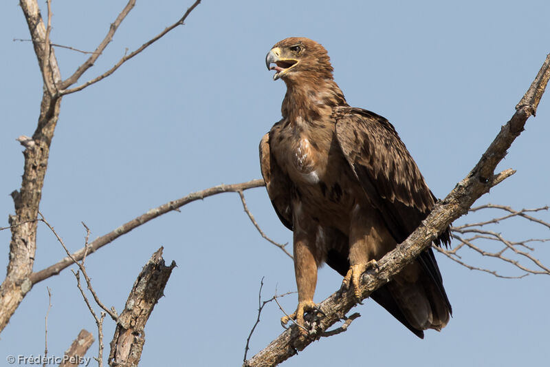 Tawny Eagle