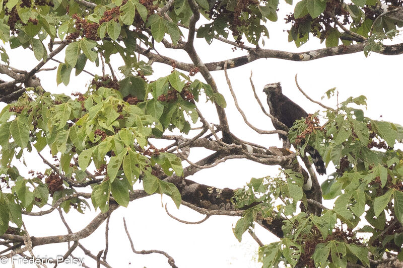 Black Hawk-Eagle