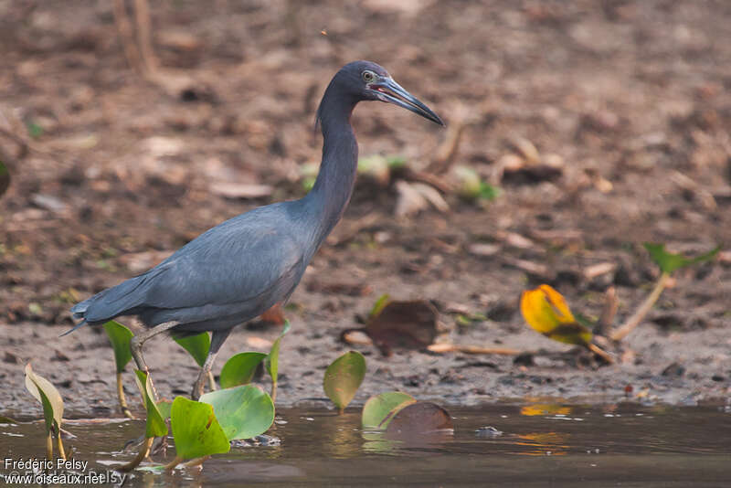 Aigrette bleueadulte, habitat, pigmentation