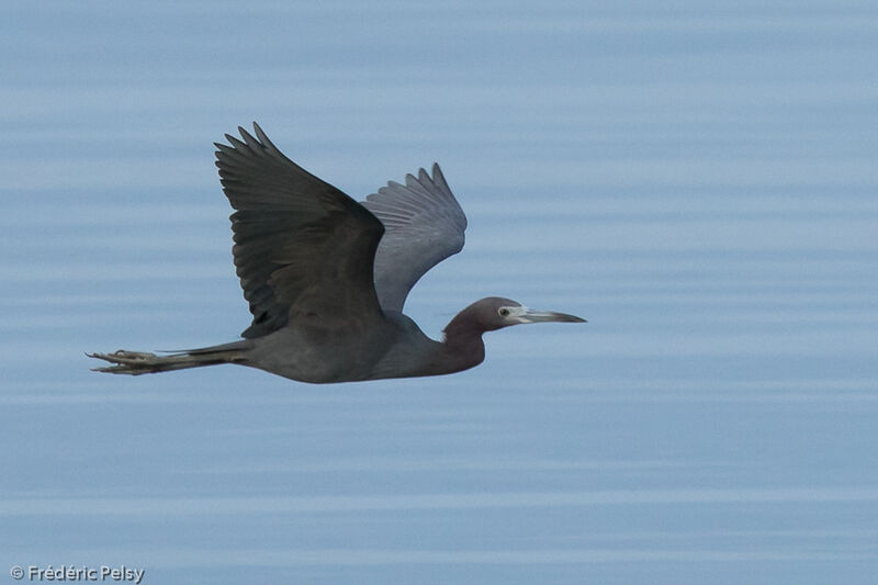 Little Blue Heron, Flight