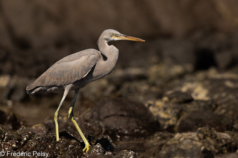 Aigrette des récifs