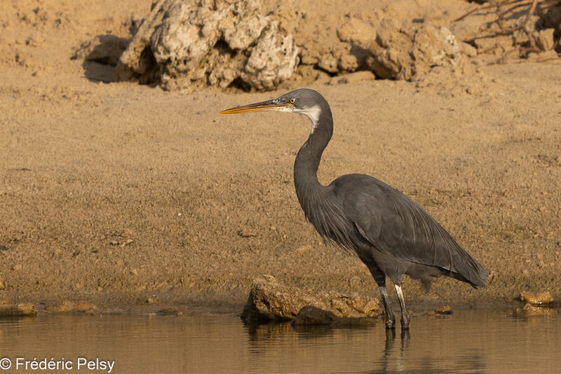 Aigrette des récifs