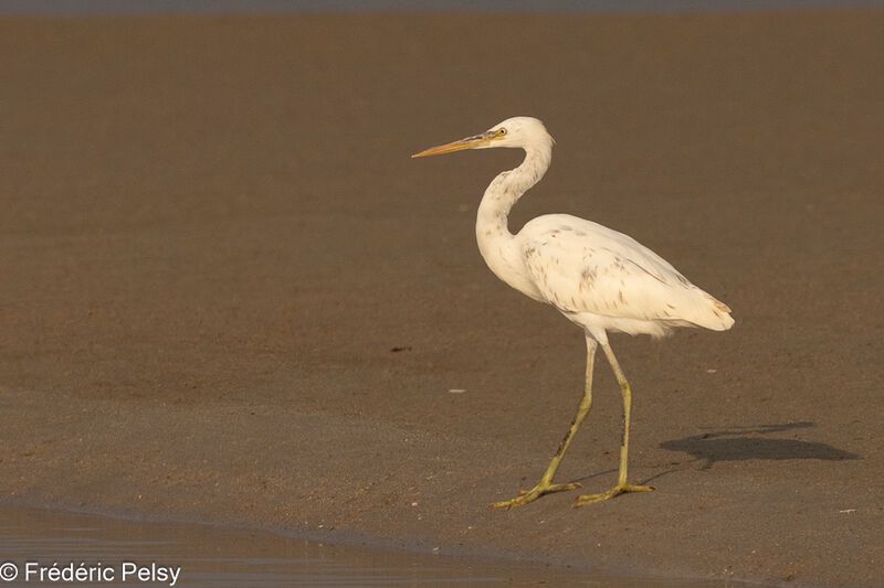 Aigrette des récifs