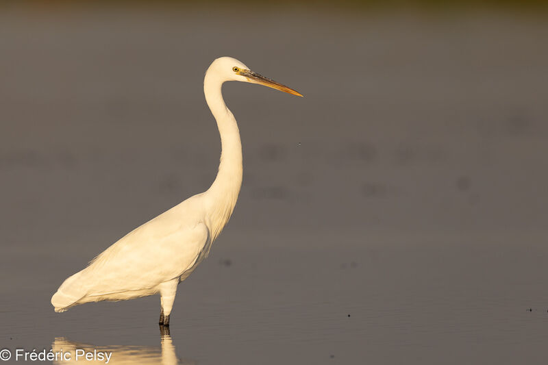 Western Reef Heron