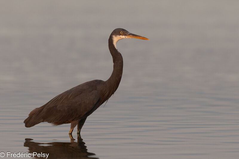 Aigrette des récifs