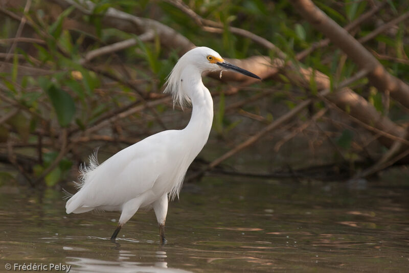 Snowy Egretadult, identification