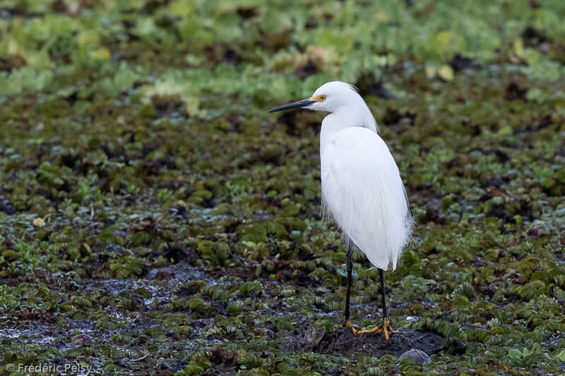 Aigrette neigeuse