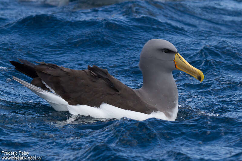 Chatham Albatrossadult, identification