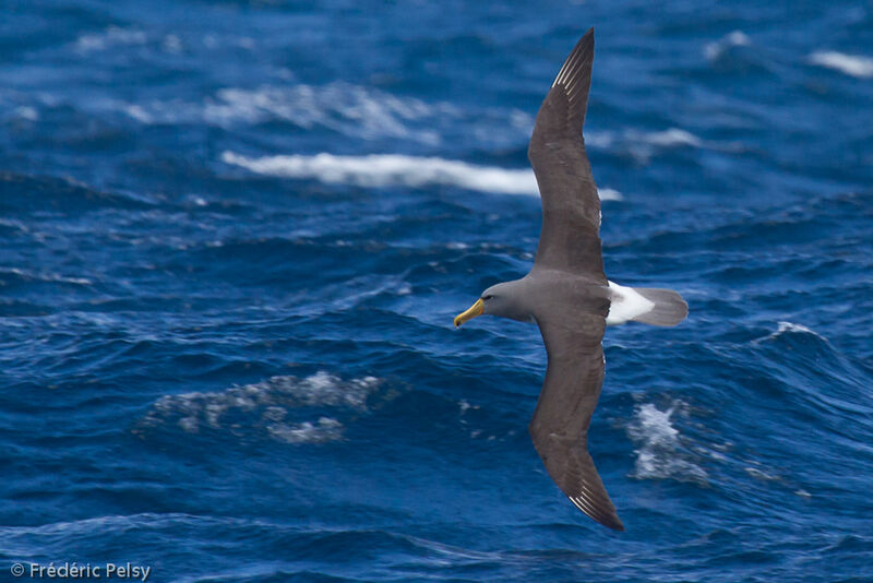 Chatham Albatrossadult