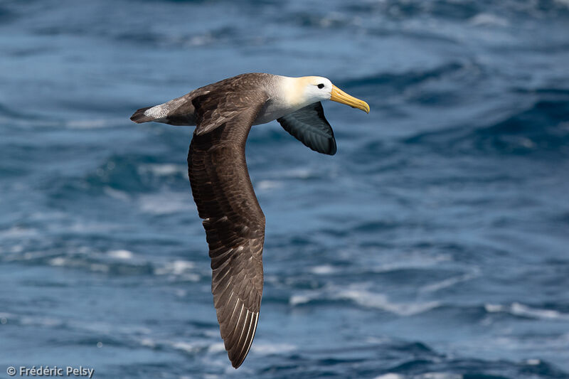 Albatros des Galapagos