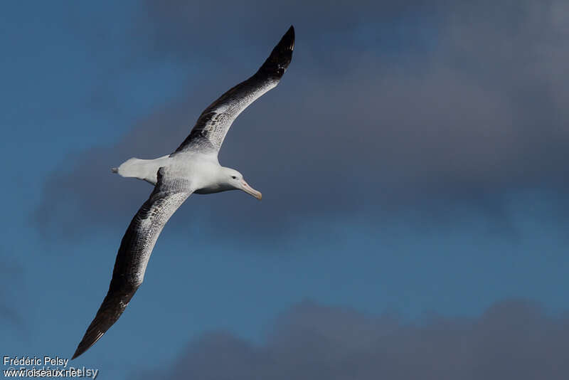 Southern Royal Albatrossadult, pigmentation, Flight