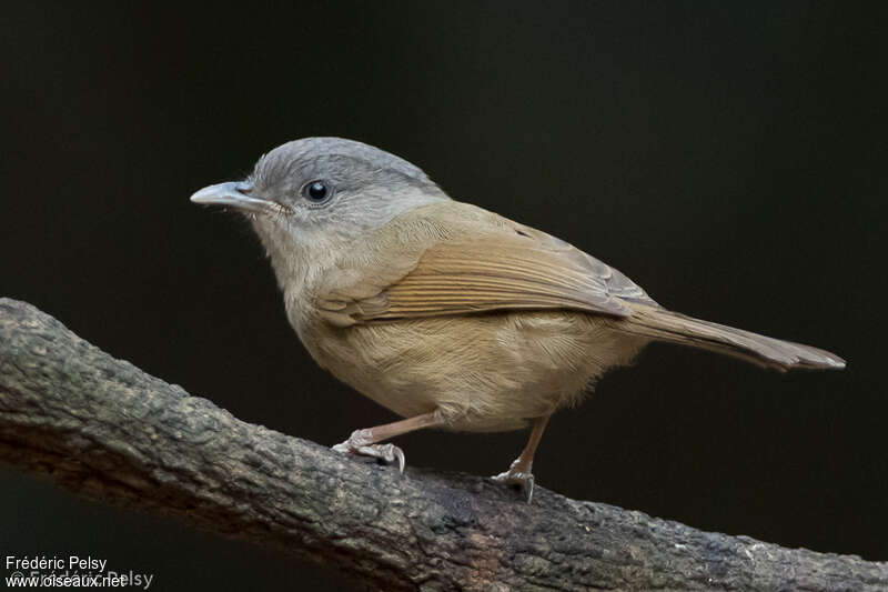 Alcippe à joues brunesadulte, identification