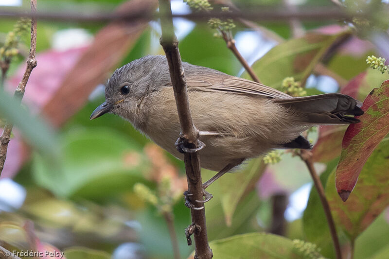 Brown-cheeked Fulvetta