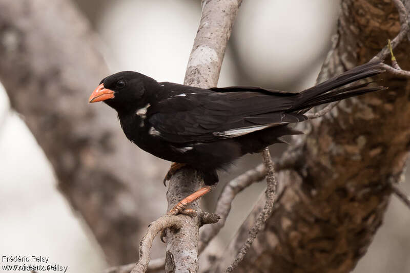 Red-billed Buffalo Weaveradult, identification