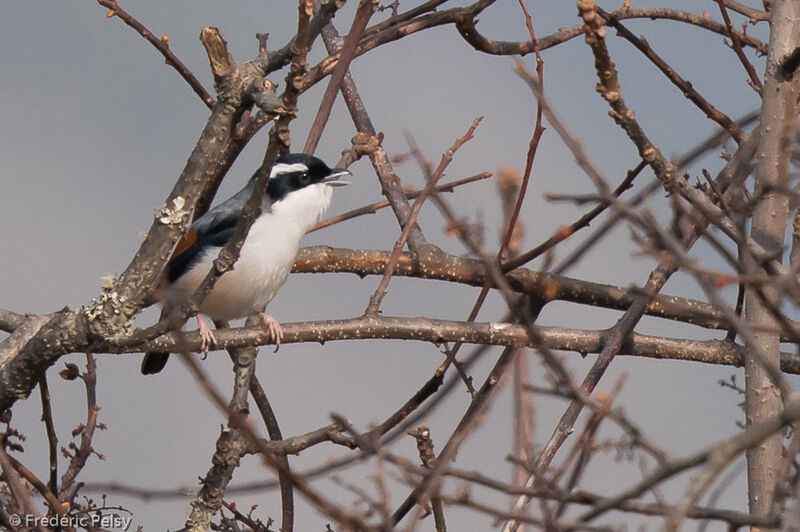 White-browed Shrike-babbler male