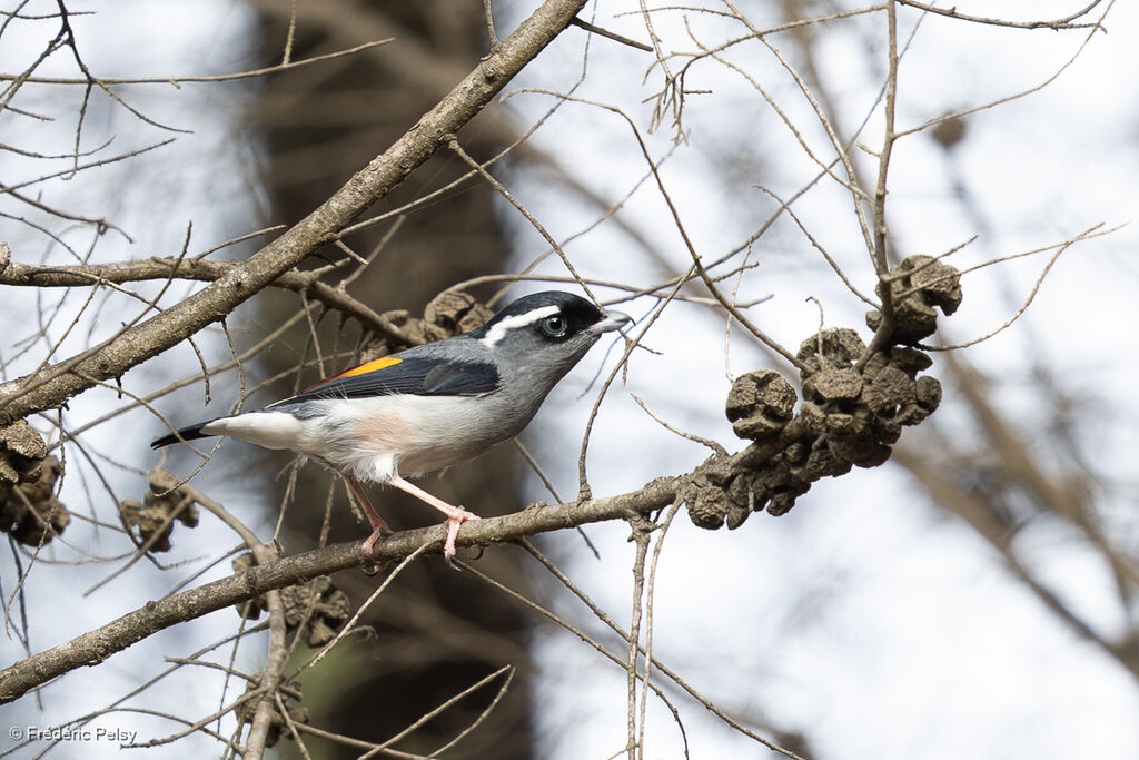 Allotrie de Blyth mâle