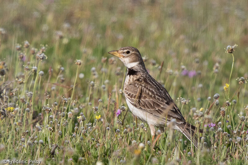 Calandra Lark