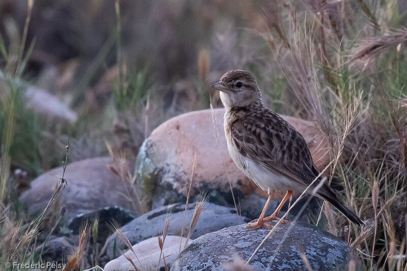 Greater Short-toed Lark