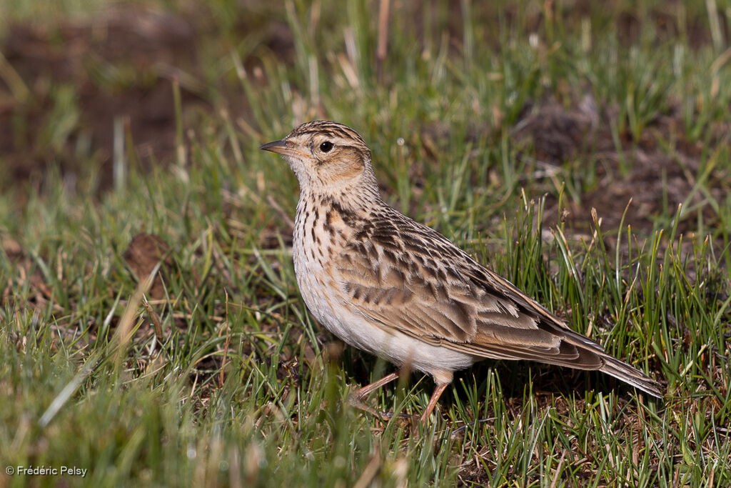 Oriental Skylark