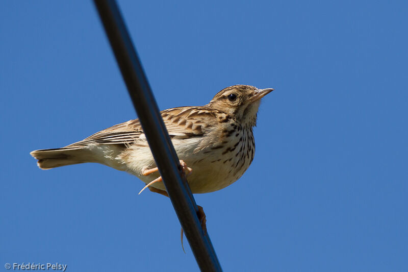 Woodlark