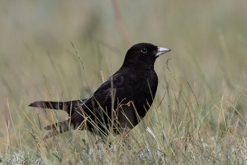 Black Lark male adult