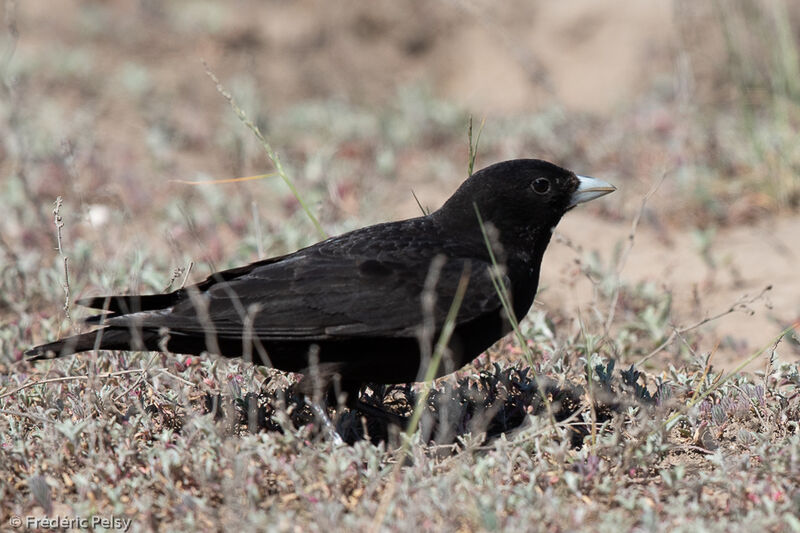 Black Lark male adult