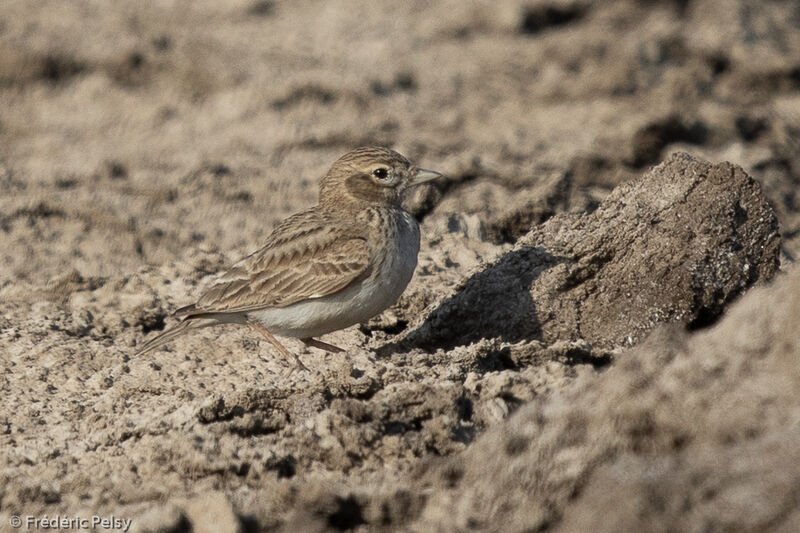 Sand Lark