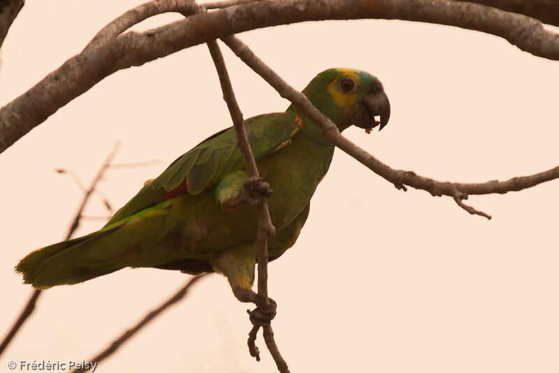 Turquoise-fronted Amazon