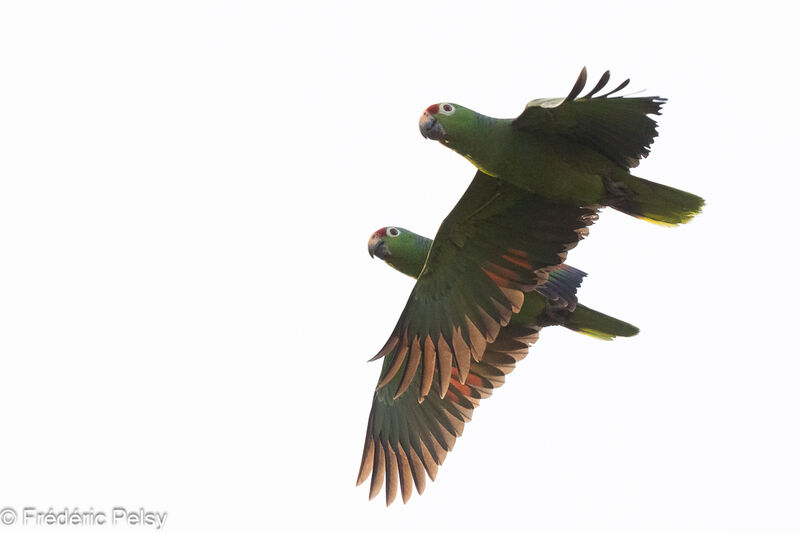 Amazone à lores rouges, Vol