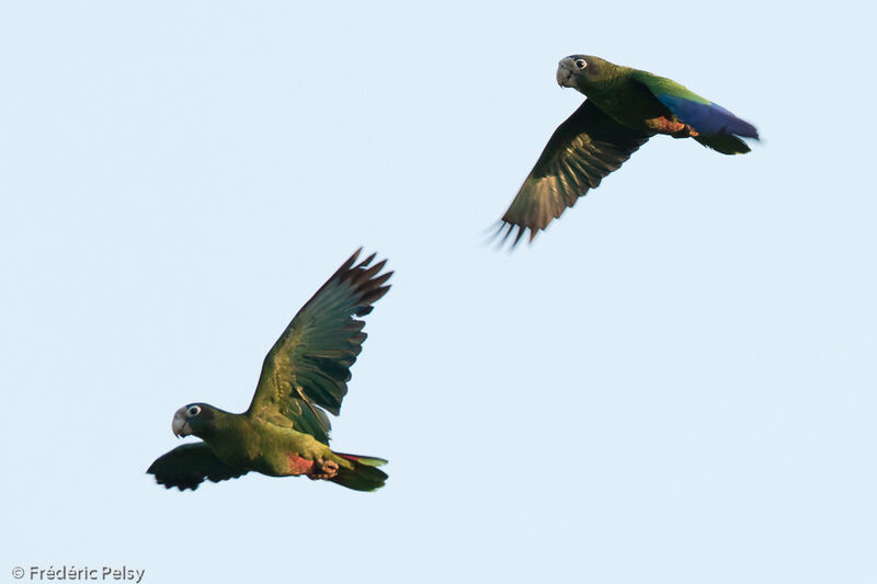 Hispaniolan Amazonadult, Flight