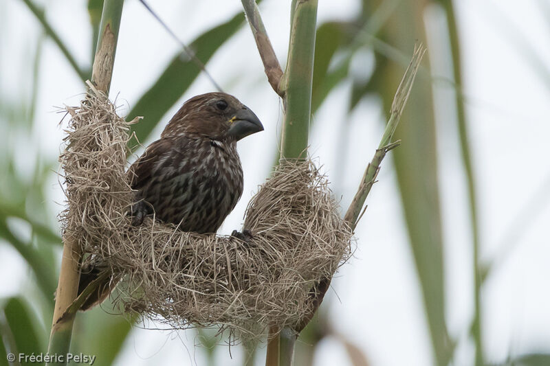 Thick-billed Weaveradult