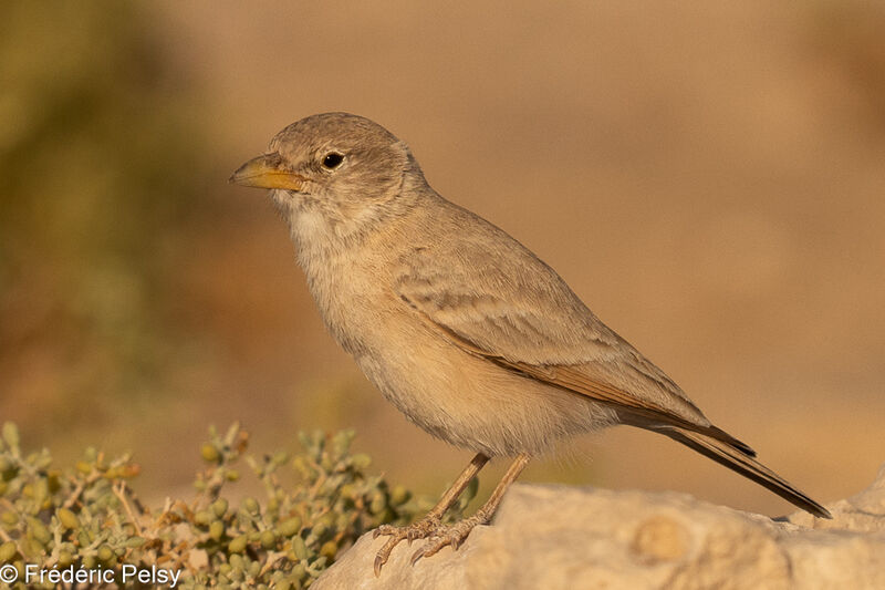 Desert Lark