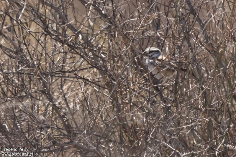 Grey Grasswrenadult