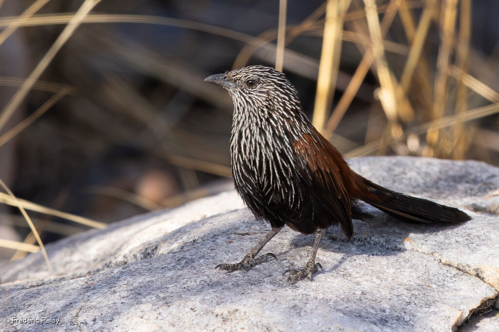 Amytis noir mâle adulte