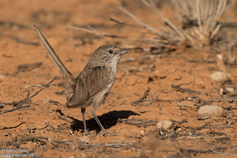 Thick-billed Grasswren