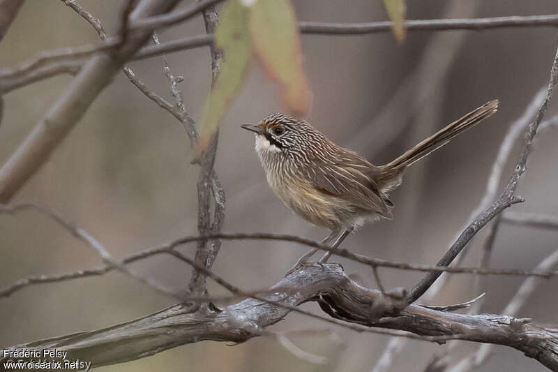 Striated Grasswren