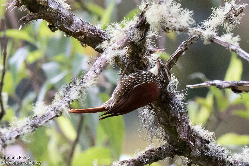 Pearled Treerunneradult, habitat, fishing/hunting, Behaviour