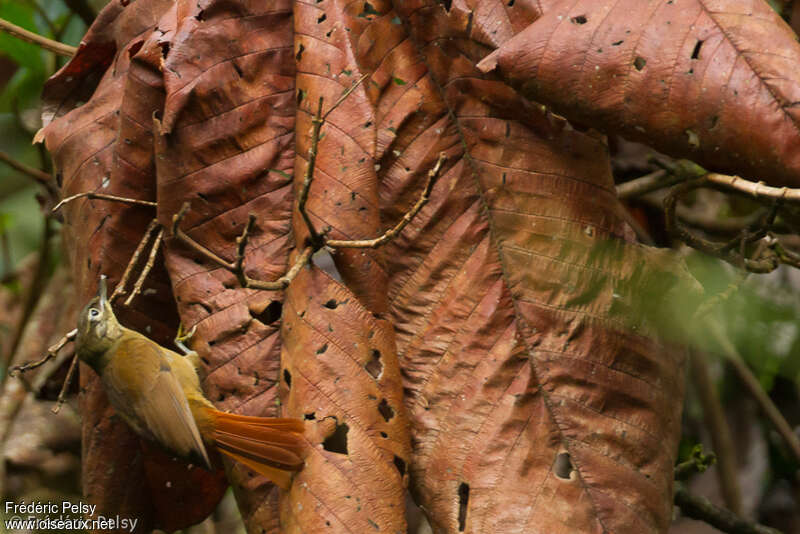 Anabate montagnardadulte, camouflage, pigmentation, pêche/chasse, Comportement