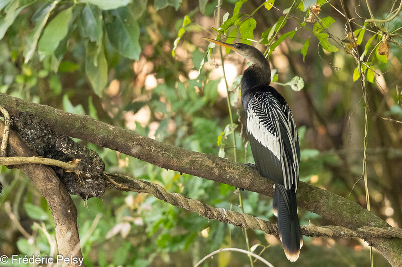 Anhinga