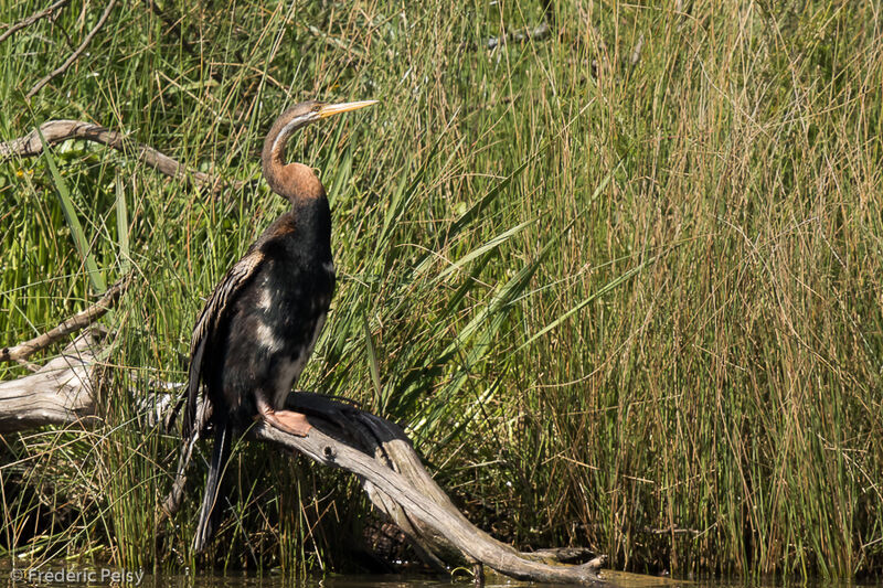 Anhinga d'Australie