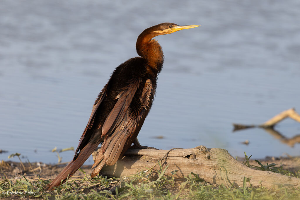 Anhinga d'Australie mâle adulte