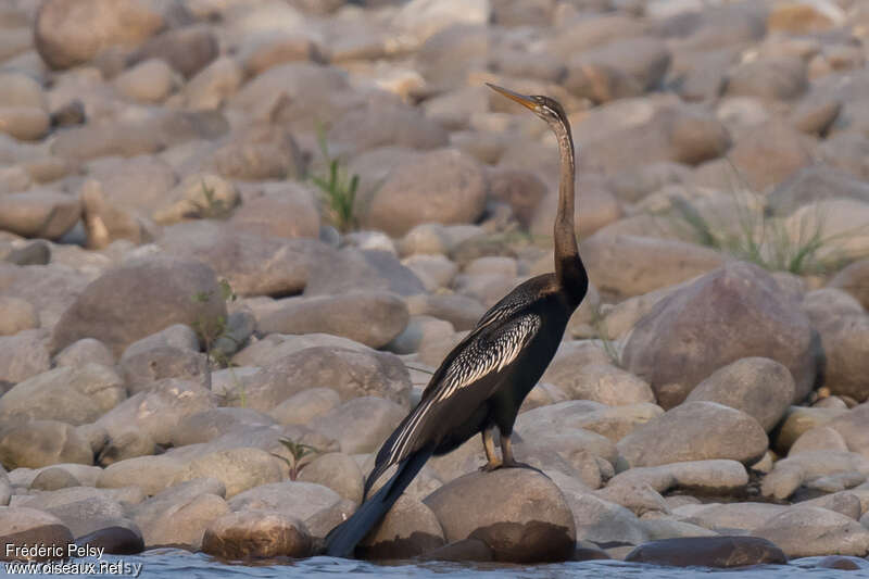 Oriental Darteradult, aspect