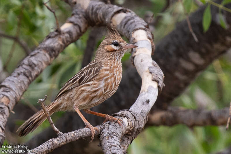 Lark-like Brushrunneradult, identification