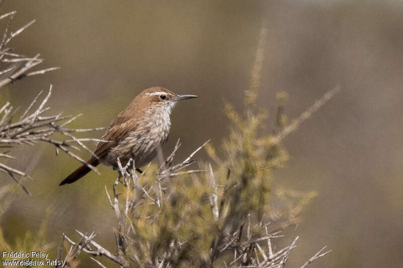 Band-tailed Earthcreeperadult, identification