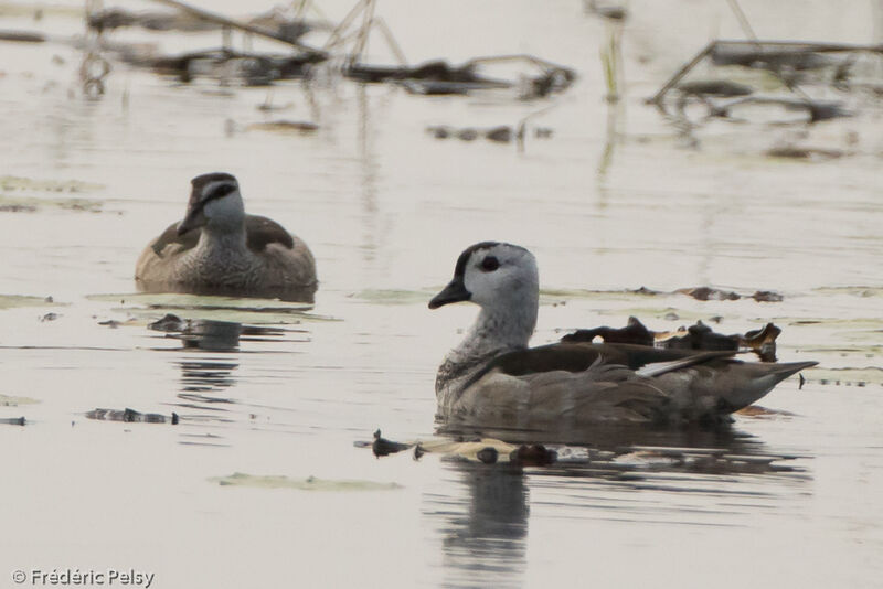 Cotton Pygmy Gooseadult