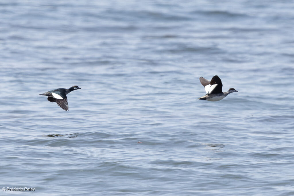 Anserelle éléganteadulte, Vol